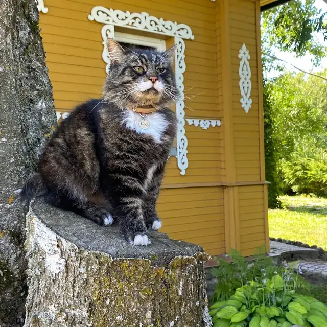 Кот на пне у Матурин Дома
